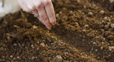 Jak zasadit řepu na podzim?
